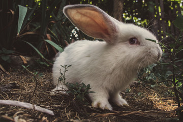 Close up picture at white rabbit in a farm. Green leaves as background