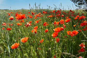 Rote Klatschmohnwiese