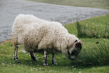 Schaf in Schottland