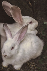 Close up picture at white rabbit in a farm. Green leaves as background