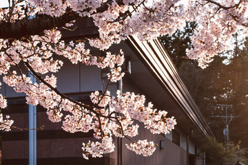 Beautiful flowers are cherry blossom or blooming sakura at sunset, in spring, against the background of the building.