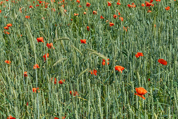 Fototapeta premium Rote Farbtupfen - Mohn im Getreidefeld