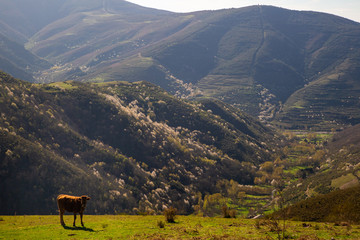 Landscape of green meadows and forests on a sunny spring day. A brown cow grazes across the field.