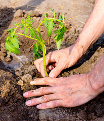 Man farmer planting tomato seedlings in garden outdoors.
