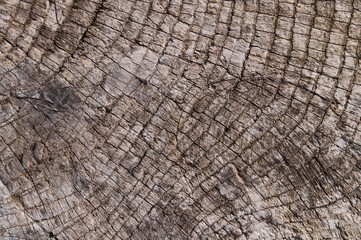 Old wooden texured surface closeup. Moss and relief on surface. Stock photo of old wooden pattern of aged boards with moss. Brown and gray colors on photo.