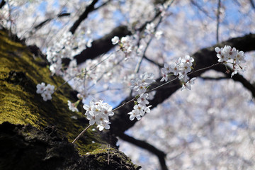 cherry tree blossom
