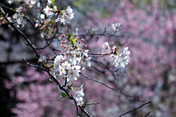 Fototapeta premium cherry tree blossom