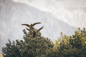 flying and landing kea parrot kea point new zealand mount cook sanctuary