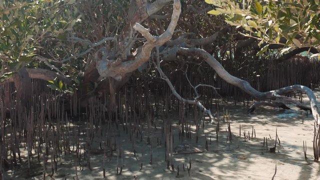 Mangroves salt-tolerant trees, also called halophytes. Root system of mangrove forest 4k