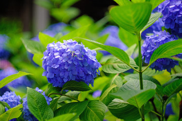 blue hydrangea flowers