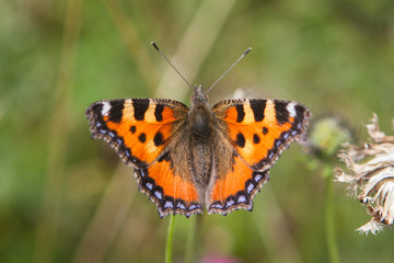 Kleiner Fuchs, Aglais urticae 