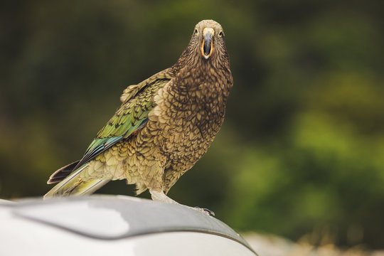 Endemic Kea Parrot Kea Point New Zealand Mount Cook Sanctuary