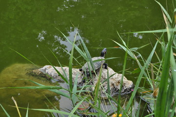 Turtle