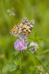 Fototapeta na wymiar An orange butterfly on wildflower on soft green blurred background.