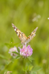 An orange butterfly on wildflower on soft green blurred background.