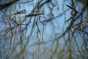 Water nature reflexions of plants during spring