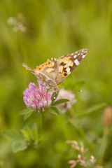 An orange butterfly on wildflower on soft green blurred background.