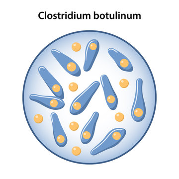 Bacilli of botulism in magnifying glass. Microbiology. Vector illustration in flat style isolated over white background