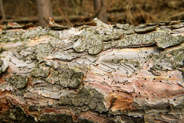 The trees are lying on the ground in the forest. Symbol for lumber industry or care for the forest with wood worm infestation. Detail of the bark with holes. 