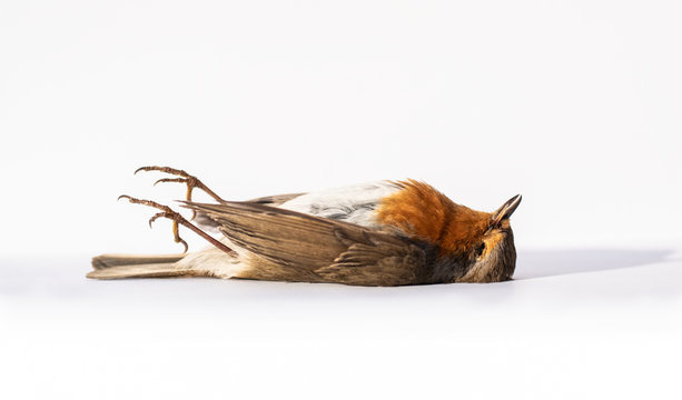 Dead bird with feet up isolated on white.
