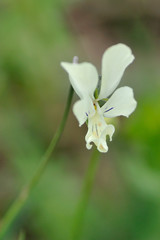 Orchid bloom