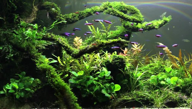 Freshwater aquarium tank  with nature plants and neon fishes