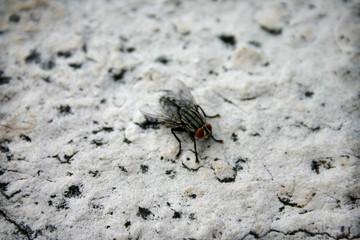 Fly perched on a rock