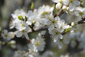 Mirabelle plums orchard flowering trees during springtime