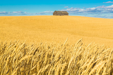 Obraz premium Golden Wheat Field