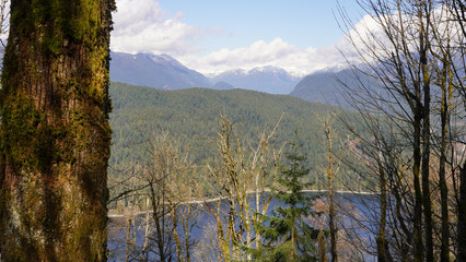 Sea inlet and mountains viewed from forest hiking trail in BC, Canada
