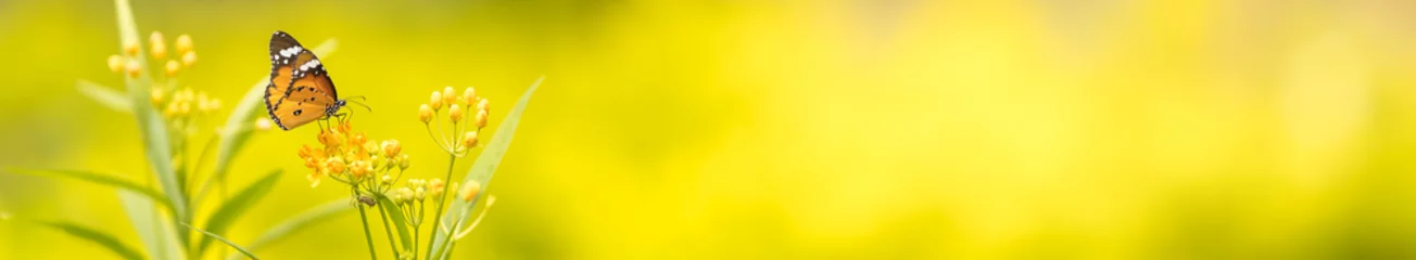 Fototapete Naturansicht des schönen orangefarbenen Schmetterlings auf grüner Natur verschwommener Hintergrund im Garten mit Kopienraum unter Verwendung als Hintergrundinsekt, Naturlandschaft, Ökologie, neues Deckblattkonzept. © Montri Thipsorn