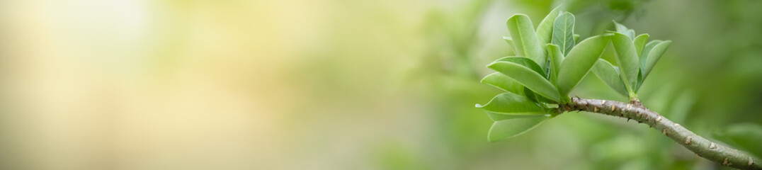 Close up beautiful nature view green leaf on blurred greenery background under sunlight with bokeh and copy space using as background natural plants landscape, ecology cover concept.
