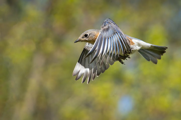 Eastern Bluebird in Flight