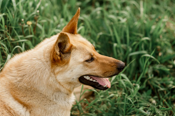 Dog breed German shepherd lies in the grass.