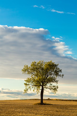 Fototapeta premium Single Tree