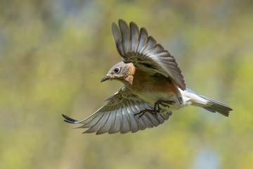 Eastern Bluebird in Flight
