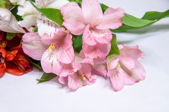 Peruvian lily pink, red, white alstroemeria on a light background