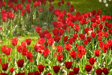 Fototapeta na wymiar Red tulips in the garden close-up