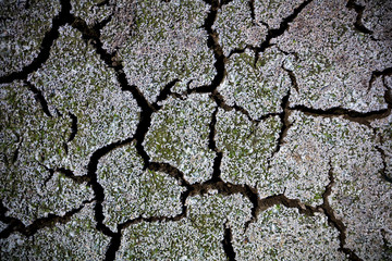 Horizontal view of Cracked soil effect from Drought