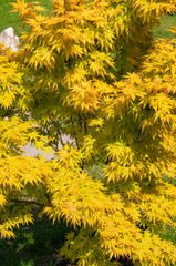 Beautiful maple tree with bright yellow leaves