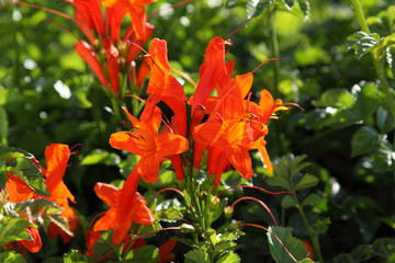 Orange flowers of Cyprus. Wallpaper and background.