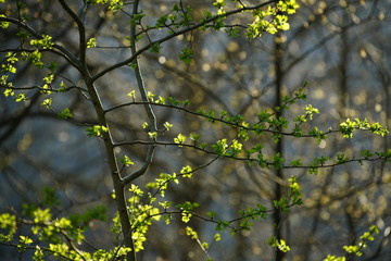 Frühling mit Bäumen, Wald und Gegenlicht