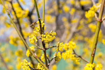 bee on a cornel tree. Yellow flowers. The concept of the arrival of spring.Honey production. . Blooming tree, close up. Honey Bee collects pollen from fruit tree. Dogwood tree in bloom