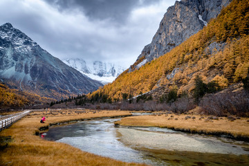 Nature landscape river in pine forest mountain valley,Snow Mountain in daocheng yading,Sichuan,China.