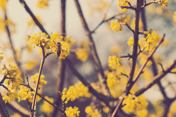 bee on a cornel tree. Yellow flowers. The concept of the arrival of spring.Honey production. . Blooming tree, close up. Honey Bee collects pollen from fruit tree. Dogwood tree in bloom.