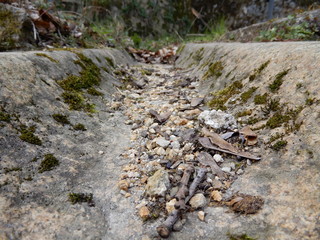 moss on the stone