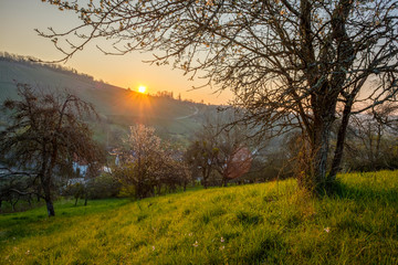 Fototapeta na wymiar Landscape apple fruit tree in sunrise