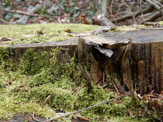 Fototapeta na wymiar tree stump in the forest
