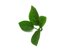 Naklejka na ściany i meble a branch of green leaves on a white background