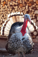 Big turkey in courtyard of village house. Turkey bird.